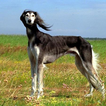 thong-tin-cho-Greyhound
