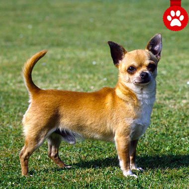 tim-hieu-cho-Chihuahua